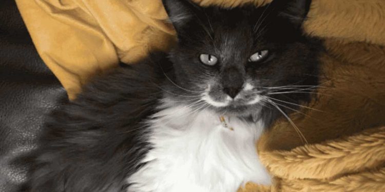 Une femme adopte un chat alors que tout le monde la mettait en garde contre cela. Elle n'aurait pas pu prendre une meilleure décision 1 femme adopte chat tout le monde la mettait en garde