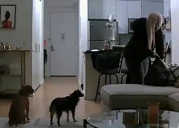 femme caché caméra voir promeneur chiens