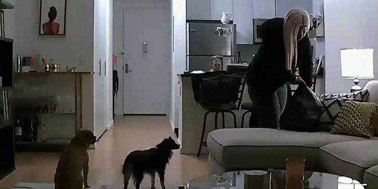 femme caché caméra voir promeneur chiens