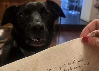 femme laissé chien seul maison trouvé mot