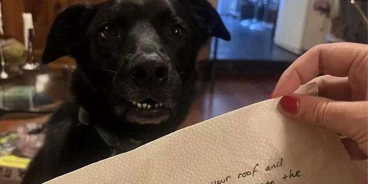 femme laissé chien seul maison trouvé mot