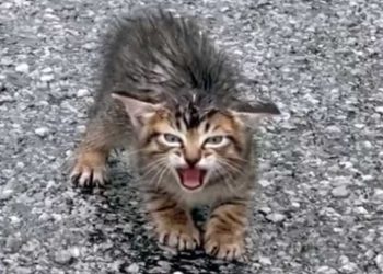 femme part recherche famille chaton perdu