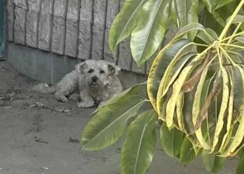femme se promenant parc découvre chien soleil