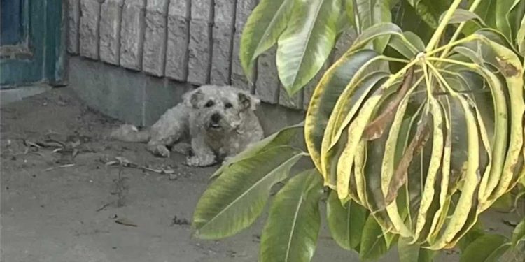Une femme se promenant dans un parc découvre quelqu'un qui se cache du soleil d'été, et elle savait exactement quoi faire 1 femme se promenant parc découvre chien soleil