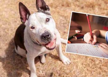 fille de 11 ans a écrit lettre chien malade refuge