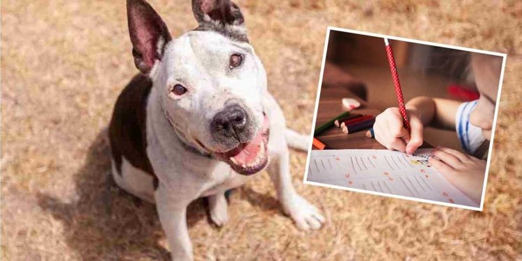 fille de 11 ans a écrit lettre chien malade refuge