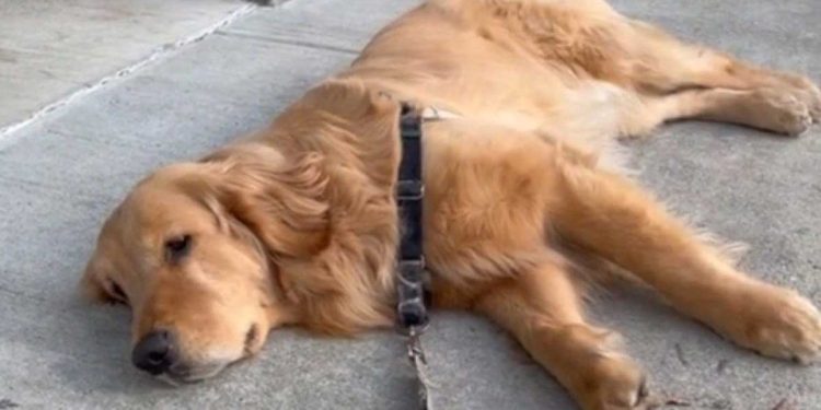 golden retriever mangé bonbons marijuana