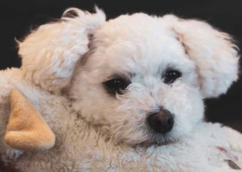 homme acheté caniche prix avantageux marché