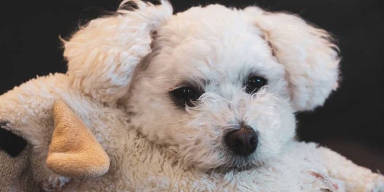 Un homme a acheté un caniche à un prix avantageux au marché. Le vétérinaire s'est tapoté le front en entrant dans le bureau 1 homme acheté caniche prix avantageux marché