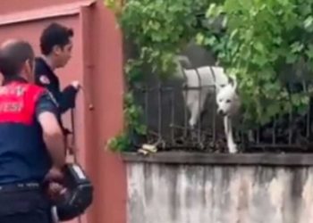 homme aperçoit chien vidéo virale farce pompiers
