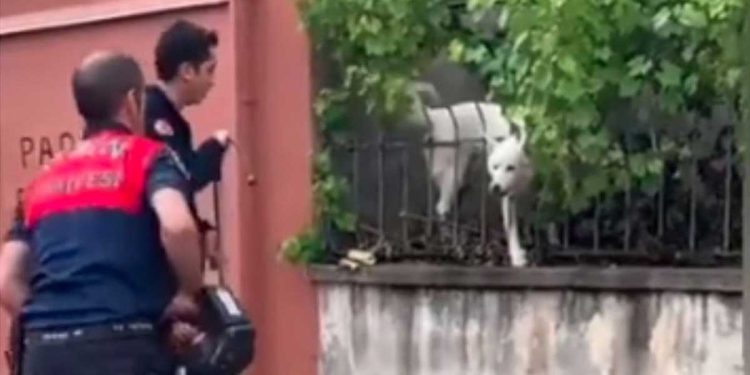 Un homme aperçoit son chien dans une vidéo virale en train de jouer une farce aux pompiers 1 homme aperçoit chien vidéo virale farce pompiers