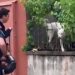 homme aperçoit chien vidéo virale farce pompiers