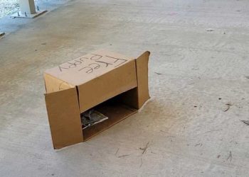 homme boîtes postales trouve boîte étiquetée Chiot Gratuit