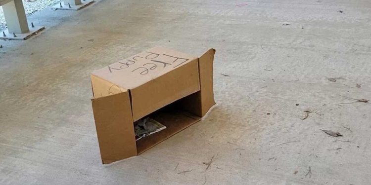 homme boîtes postales trouve boîte étiquetée Chiot Gratuit