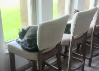 homme installé rangée chaises fenêtre chats