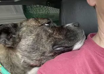 inconnu sauve chien errant remerciée