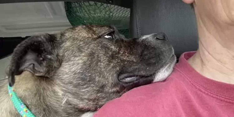 Un homme sauve un chien errant. Il l'a remercié de la plus belle des manières 1 inconnu sauve chien errant remerciée