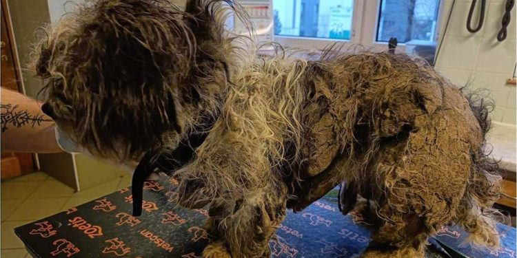 "On n'a jamais vu un chien aussi emmêlé !" Le propriétaire sans âme a ignoré les souffrances de l'animal chaque jour 1 jamais vu un chien aussi emmêlé