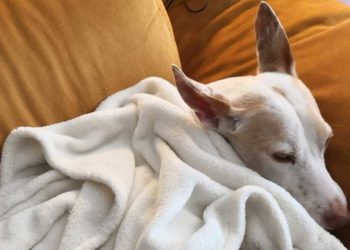 journaliste rendu refuge monde bascule