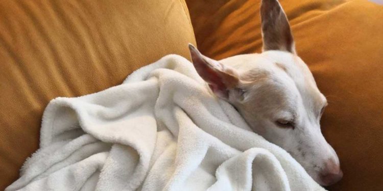 journaliste rendu refuge monde bascule