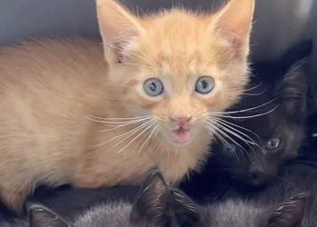 nourri chatte errante traînait propriété