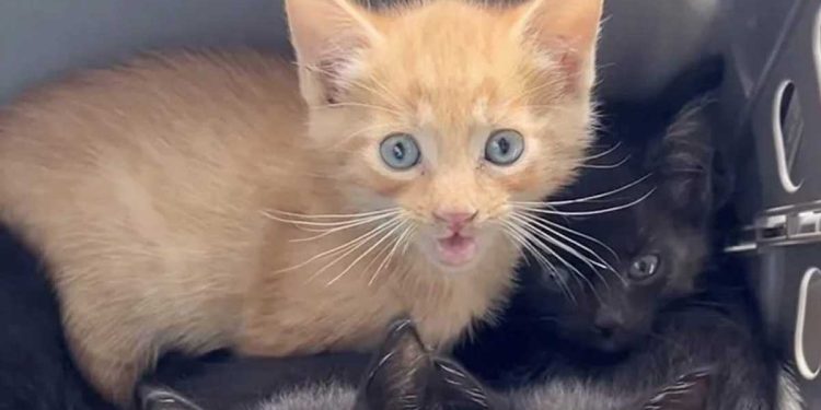 nourri chatte errante traînait propriété