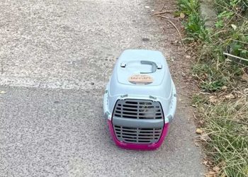 personnel refuge trouve caisse abandonnée petites familles