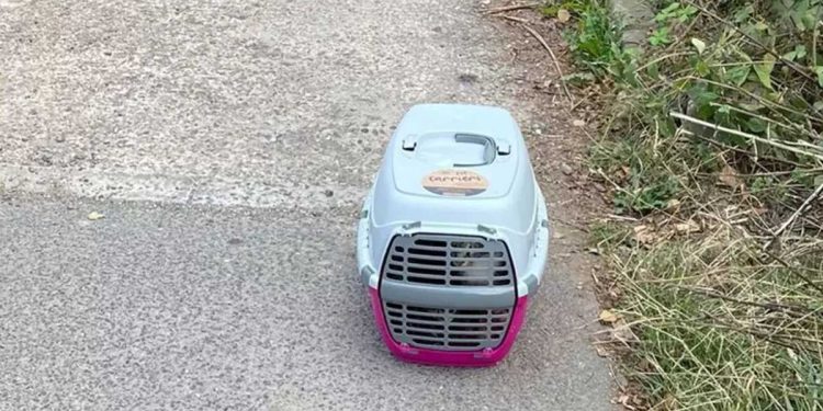 Le personnel du refuge trouve une caisse abandonnée dans l'allée avec la plus douce des petites familles à l'intérieur 1 personnel refuge trouve caisse abandonnée petites familles