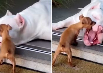 virale petit chiot espiègle attaque grand pitbull