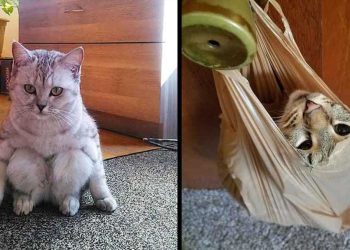 photos prouvant chats créatures hilarantes