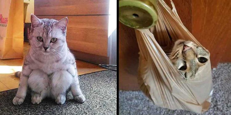 photos prouvant chats créatures hilarantes