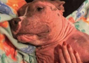 pitbull malade décourageant apparence