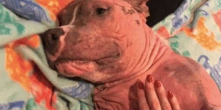 pitbull malade décourageant apparence