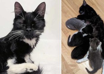 pourchassé leur chat noir à travers le jardin