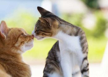 présenter nouveau chat à un autre chat