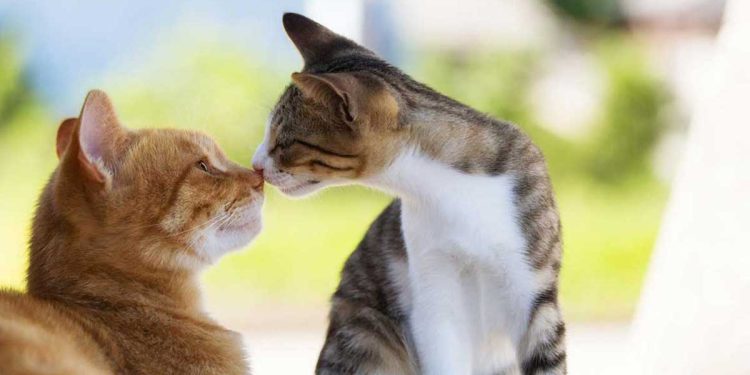 présenter nouveau chat à un autre chat