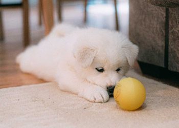 produits indispensables pour un nouveau chiot