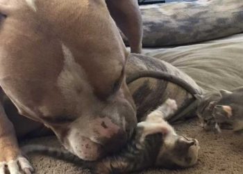 propriétaires confié pitbull garde chatons