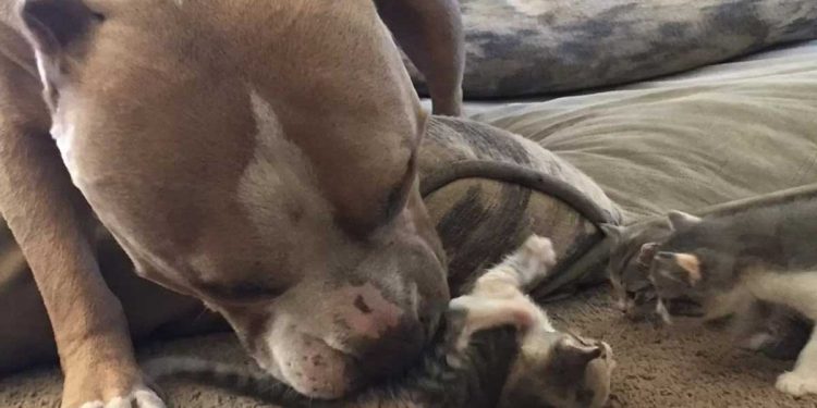 propriétaires confié pitbull garde chatons