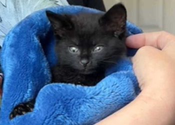 quelqu un spécial se présente refuge sauver chaton