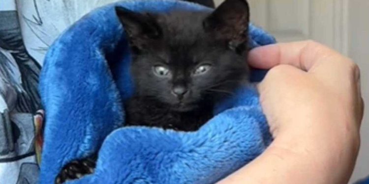 quelqu un spécial se présente refuge sauver chaton