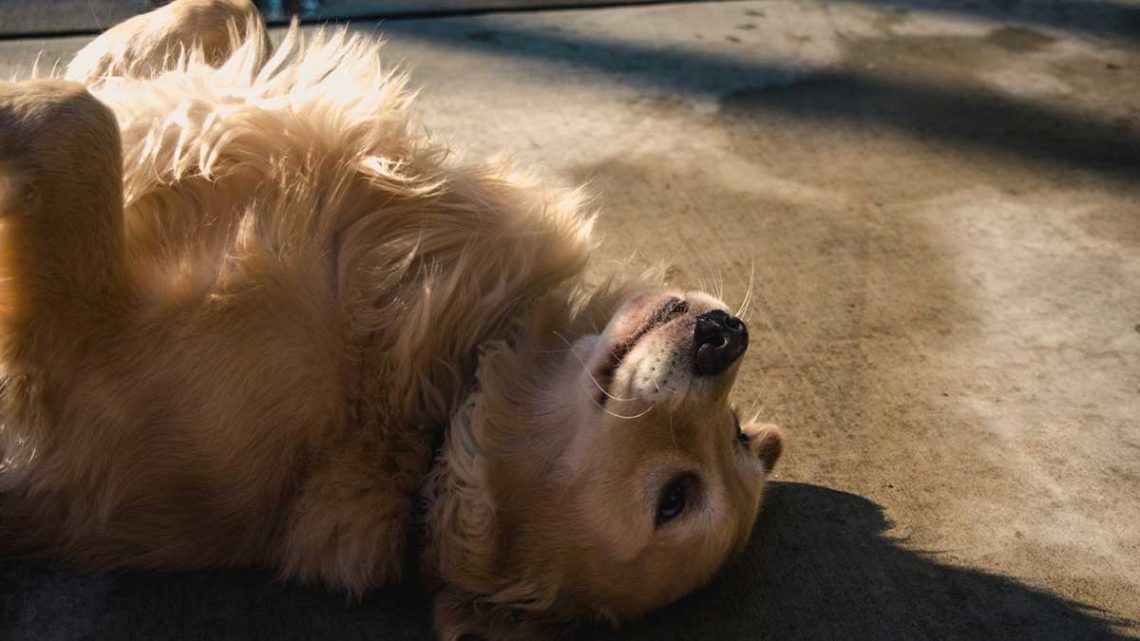 Vous ne savez pas quoi faire des poils de votre chien après le brossage ? Appliquez cette astuce, quelqu'un d'autre vous remerciera 1 quoi faire poils chien après brossage