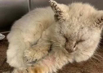 sauvé chat sale malade rue yeux uniques belle fourrure