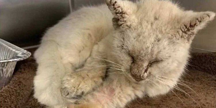 sauvé chat sale malade rue yeux uniques belle fourrure