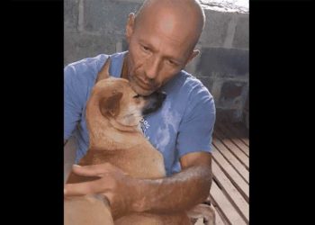 sauvé chien mort certaine remercié