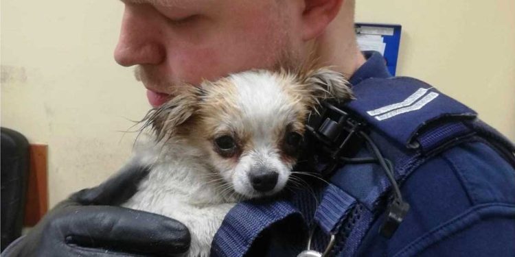 si petit chien remercié policier sauvé