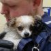 si petit chien remercié policier sauvé