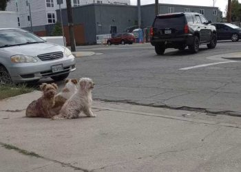 trio chiens attendre retour famille