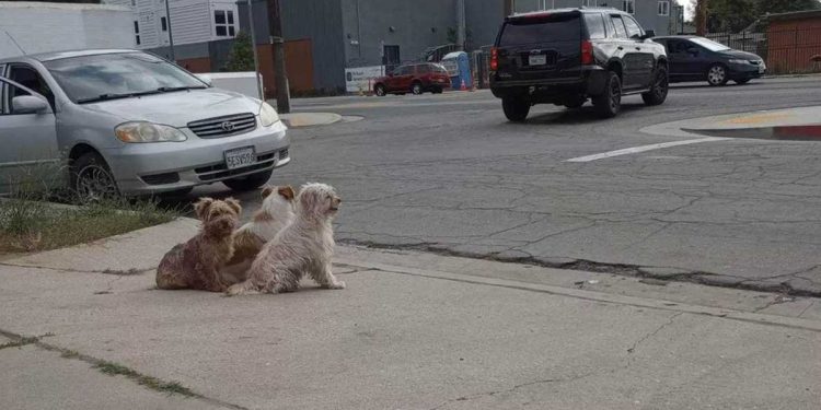 Le trio de chiens ne quitte pas un pouce. Ils passent des jours à attendre le retour de leur famille 1 trio chiens attendre retour famille