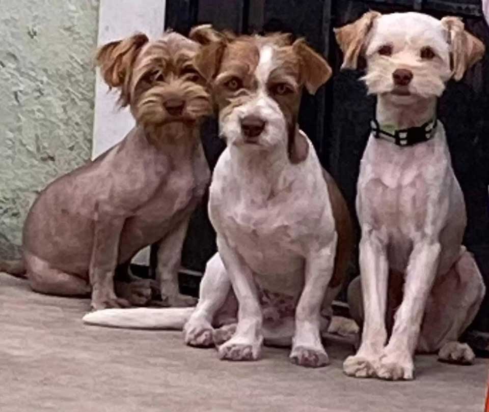 trio chiens attendre retour famille